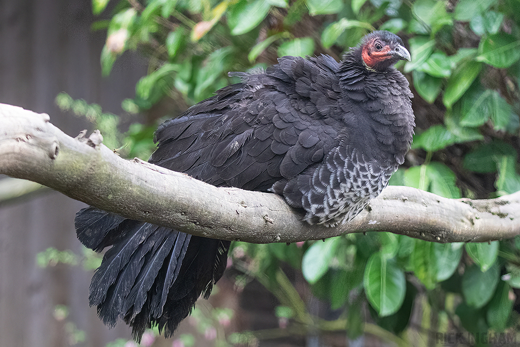 Australian Brush Turkey