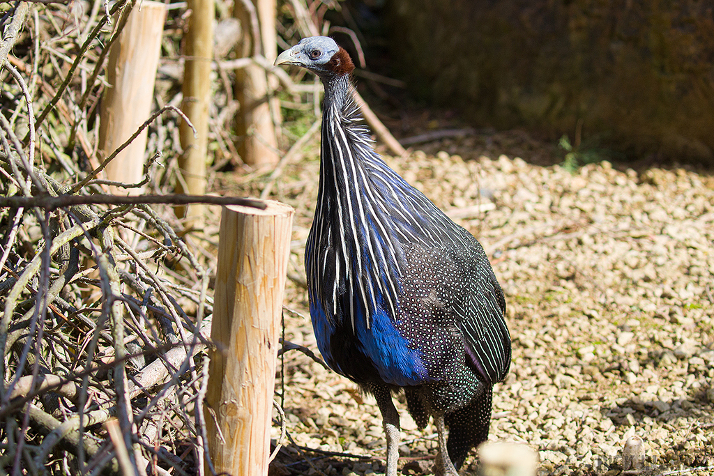 Vulturine Guineafowl