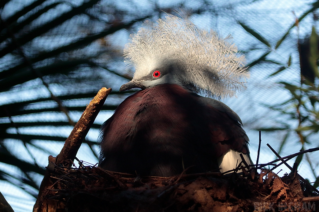 Sclater`s Crowned Pigeon