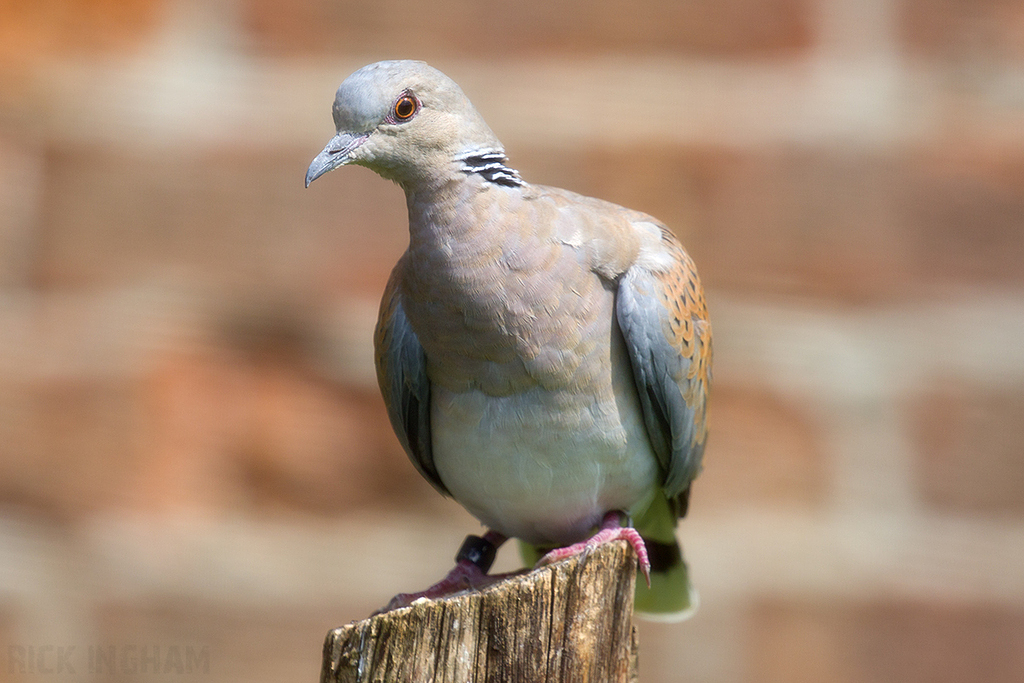 European Turtle Dove