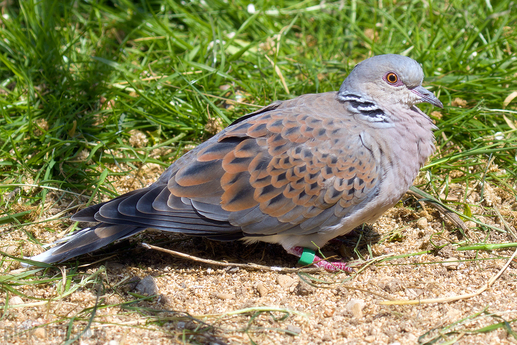 European Turtle Dove
