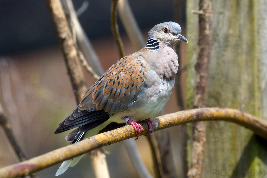 European Turtle Dove
