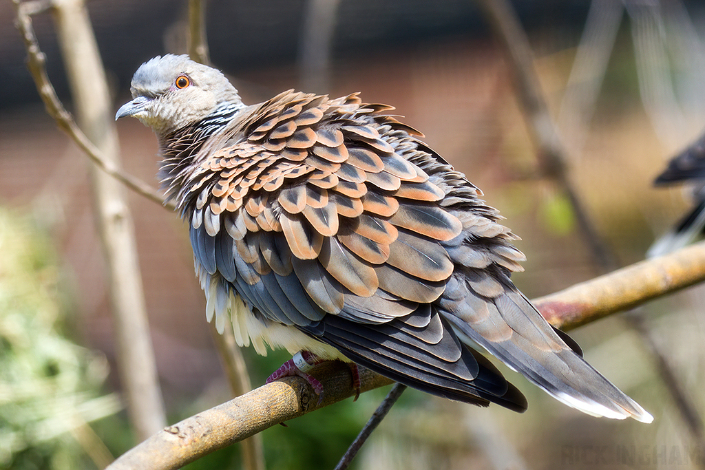 European Turtle Dove