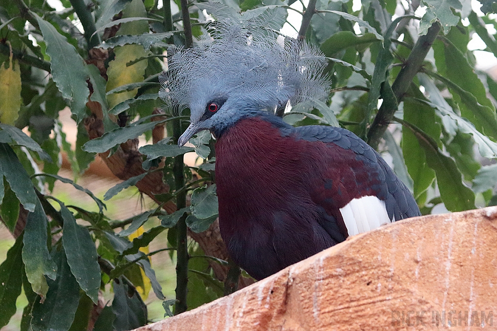 Sclater`s Crowned Pigeon