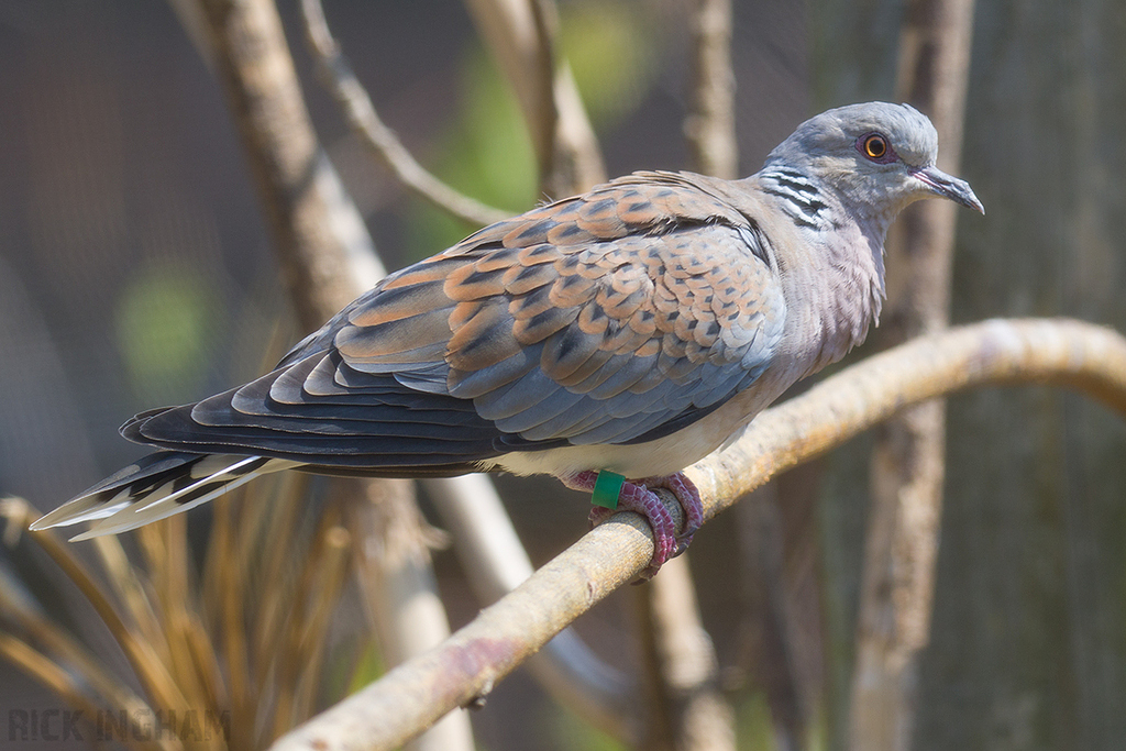 European Turtle Dove