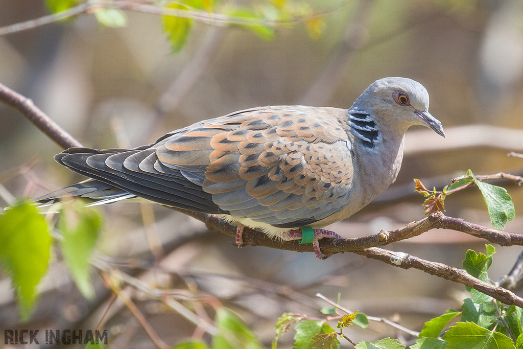 European Turtle Dove
