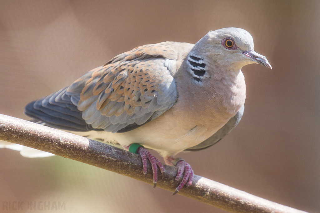 European Turtle Dove