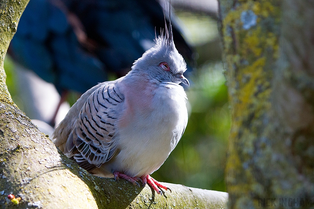 Crested Dove