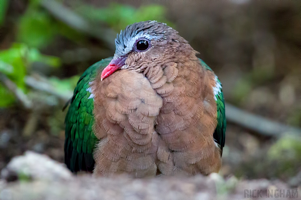 Grey-Capped Emerald Dove