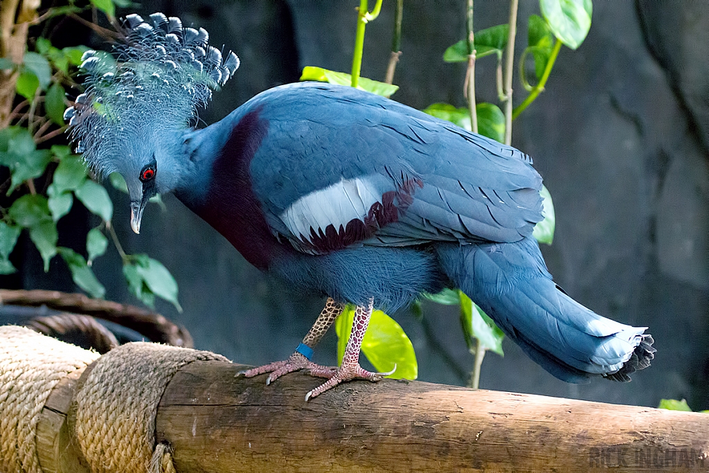 Blue Crowned Pigeon