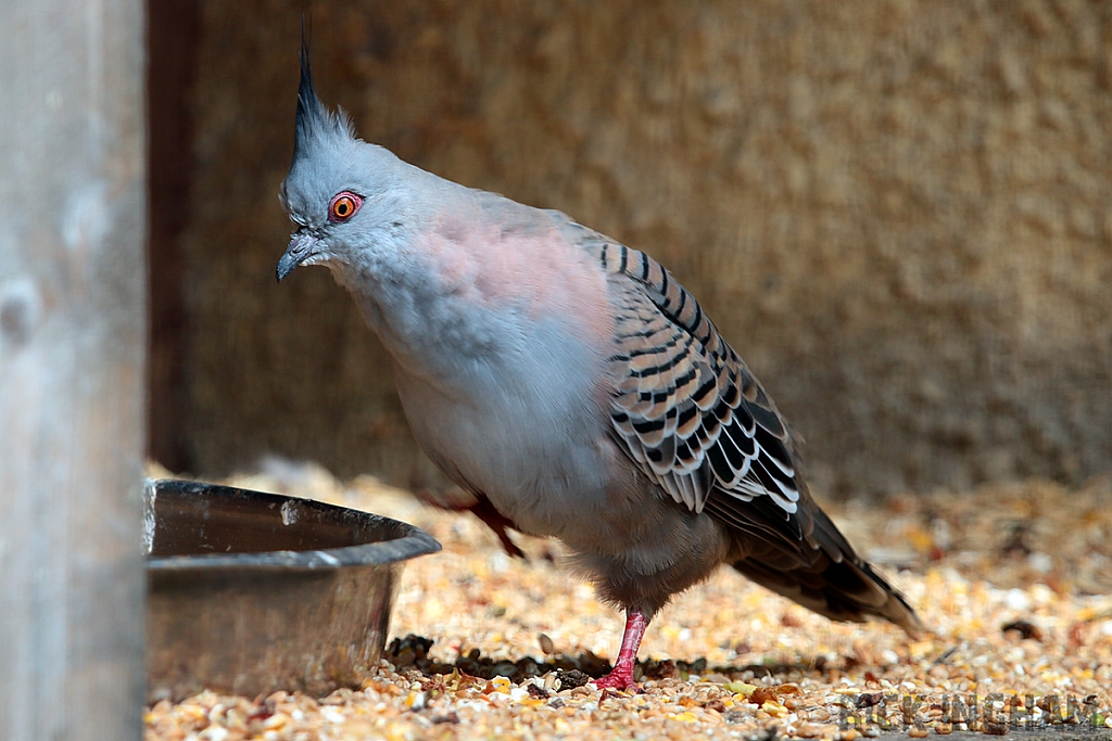 Crested Dove
