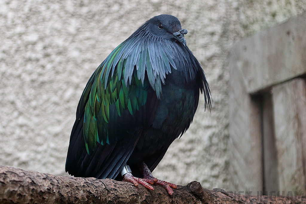 Nicobar Pigeon