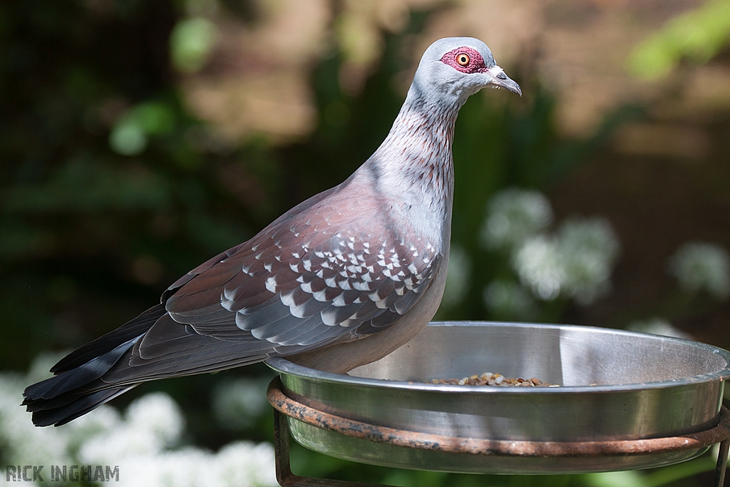 Speckled Pigeon