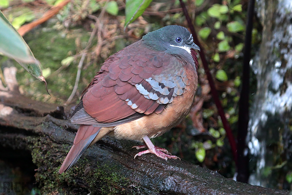 Bleeding Heart Dove