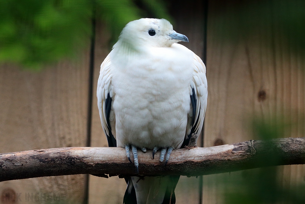 Pied Imperial Pigeon