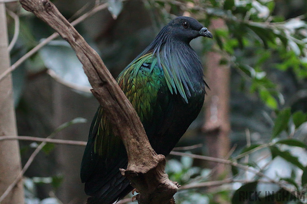Nicobar Pigeon