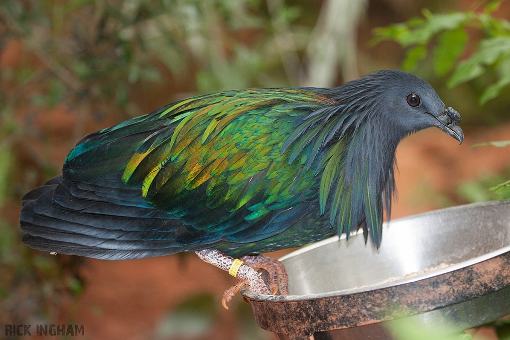 Nicobar Pigeon