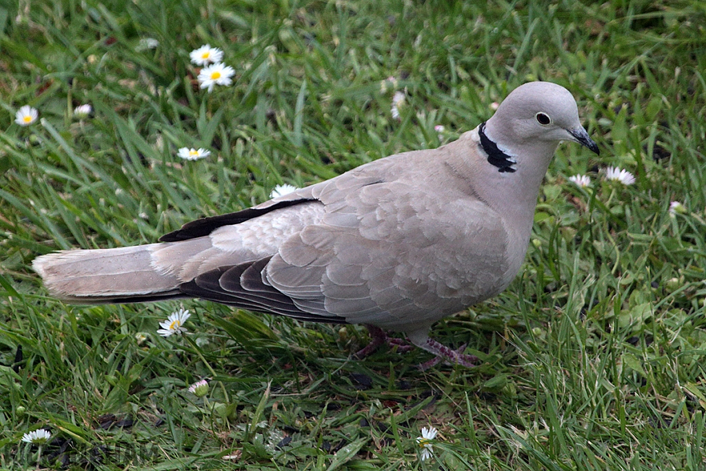 Ring Necked Dove