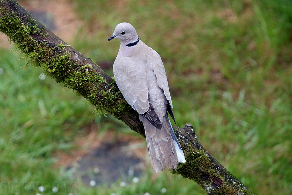 Ring Necked Dove