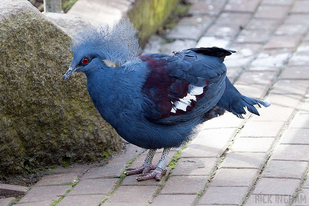 Blue Crowned Pigeon
