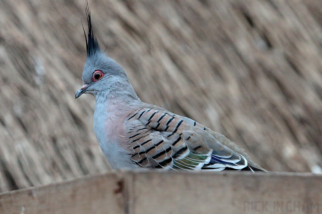 Crested Dove