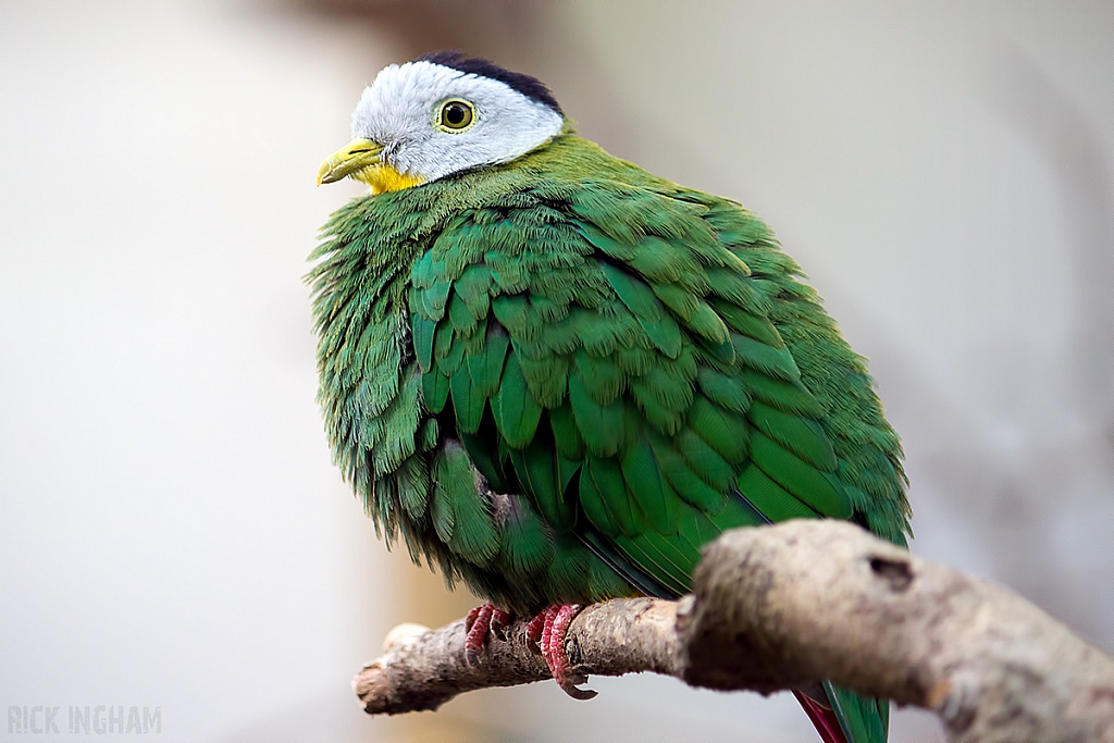 Black Naped Fruit Dove