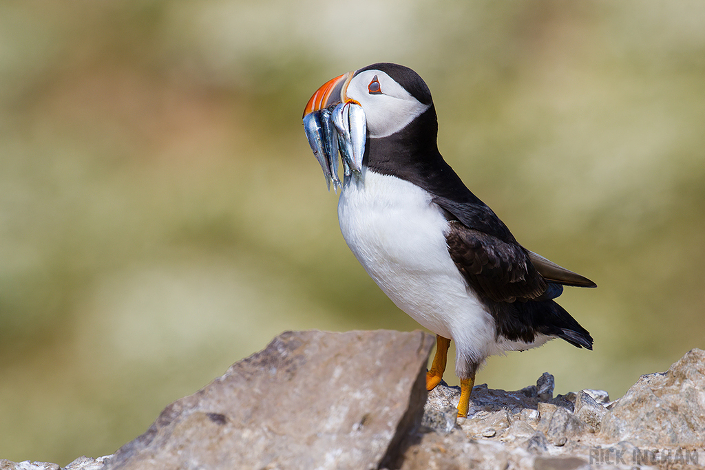 Atlantic Puffin
