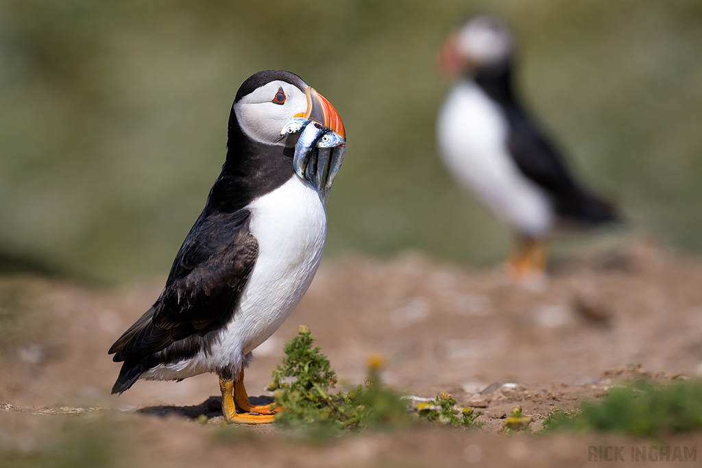 Atlantic Puffin