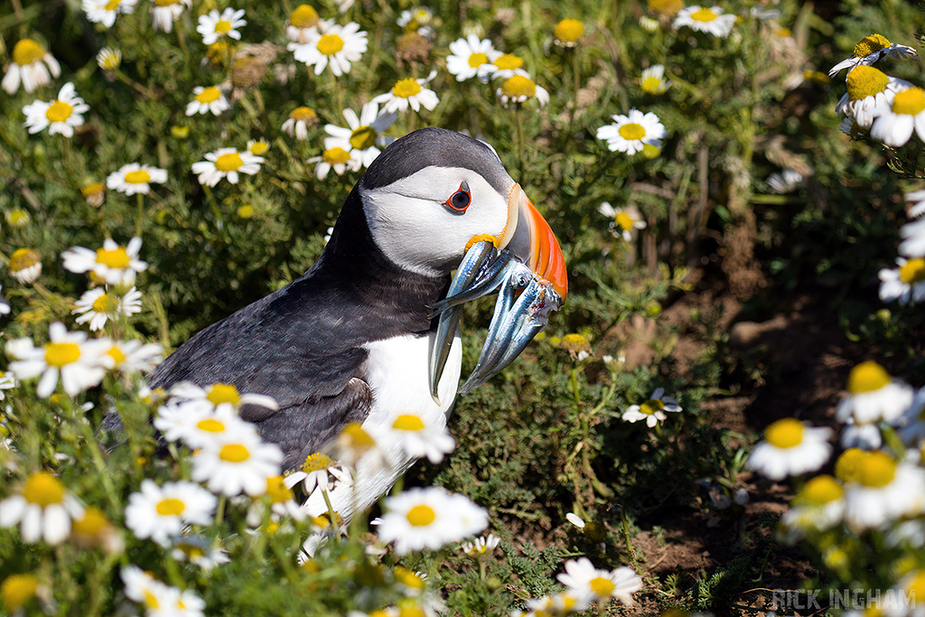 Atlantic Puffin