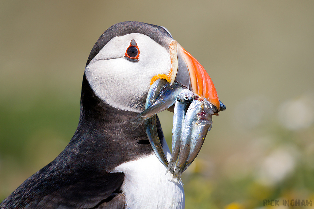 Atlantic Puffin
