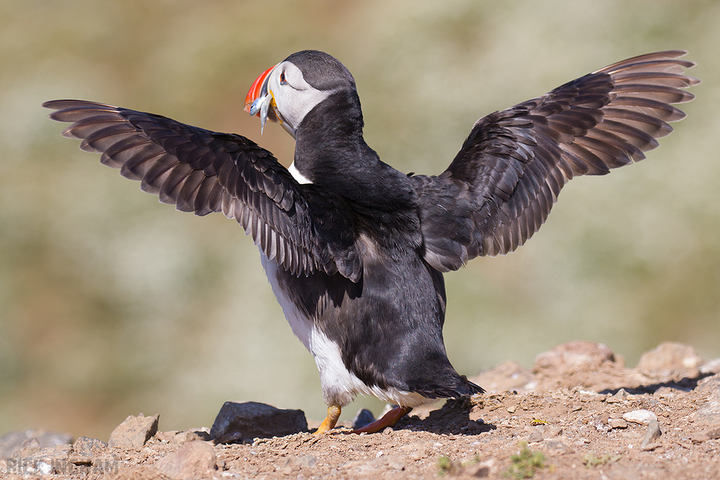 Atlantic Puffin