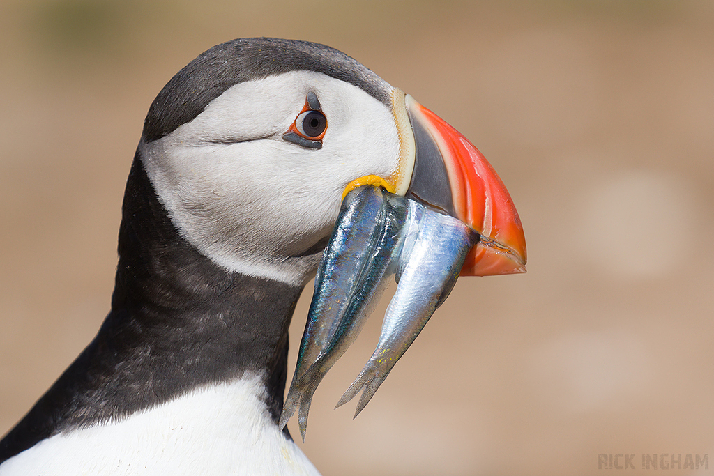 Atlantic Puffin