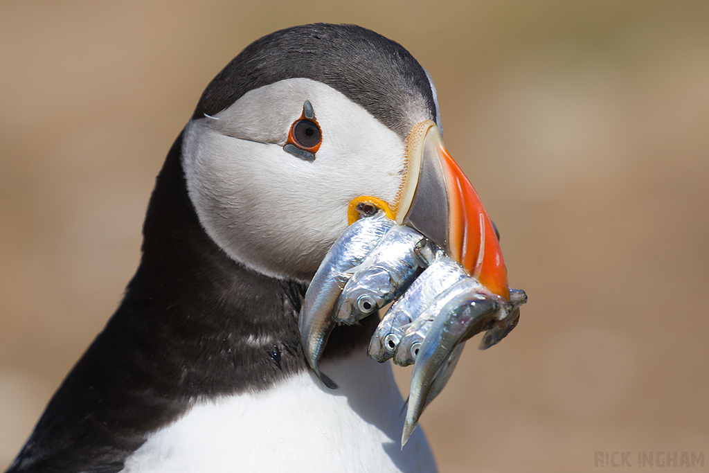 Atlantic Puffin