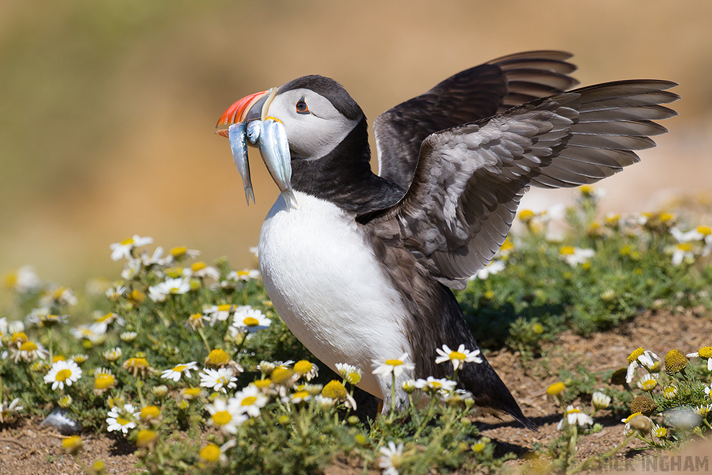 Atlantic Puffin