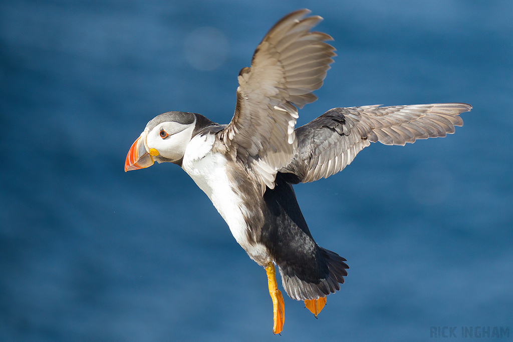 Atlantic Puffin