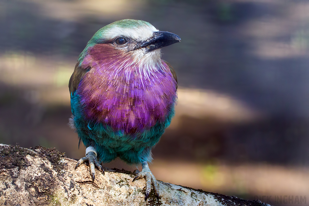 Lilac Breasted Roller