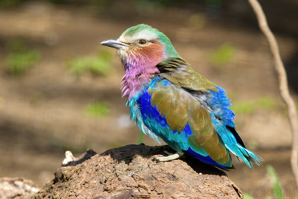 Lilac Breasted Roller