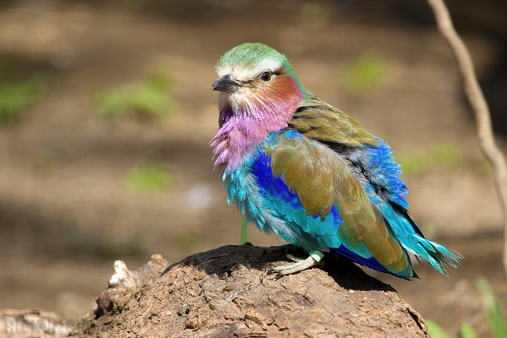 Lilac Breasted Roller