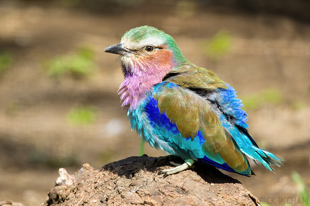 Lilac Breasted Roller