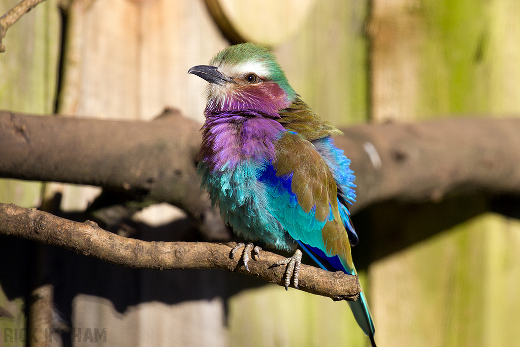 Lilac Breasted Roller