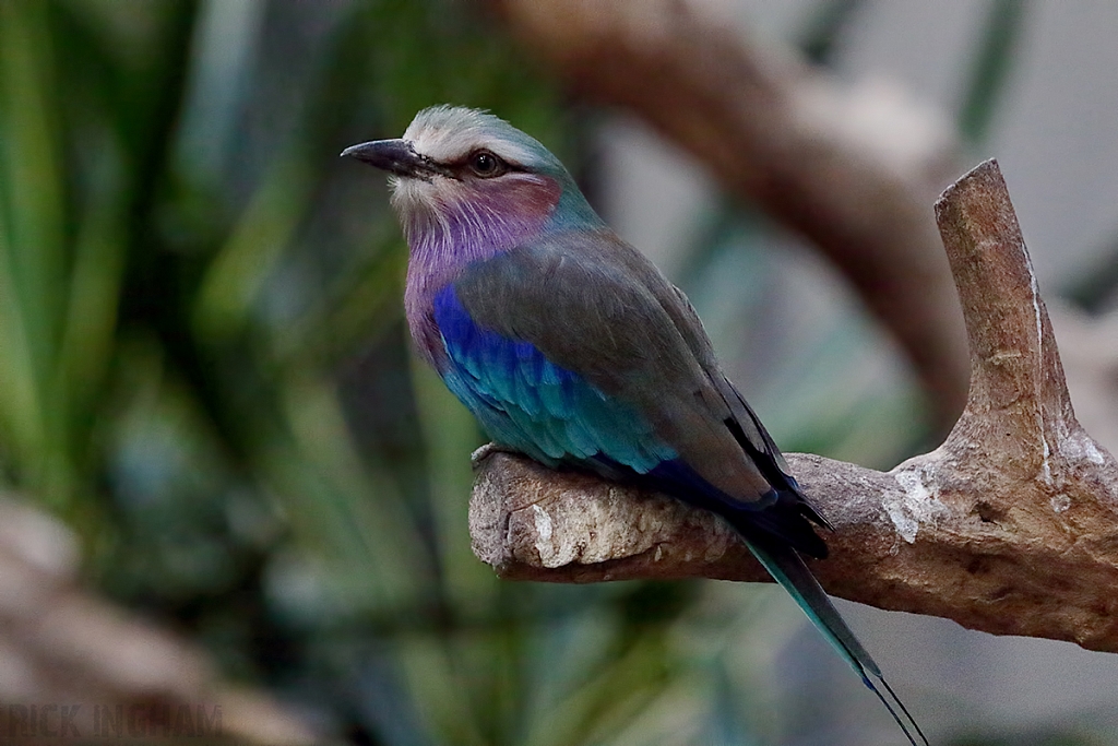 Lilac Breasted Roller