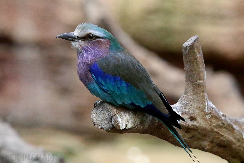 Lilac Breasted Roller