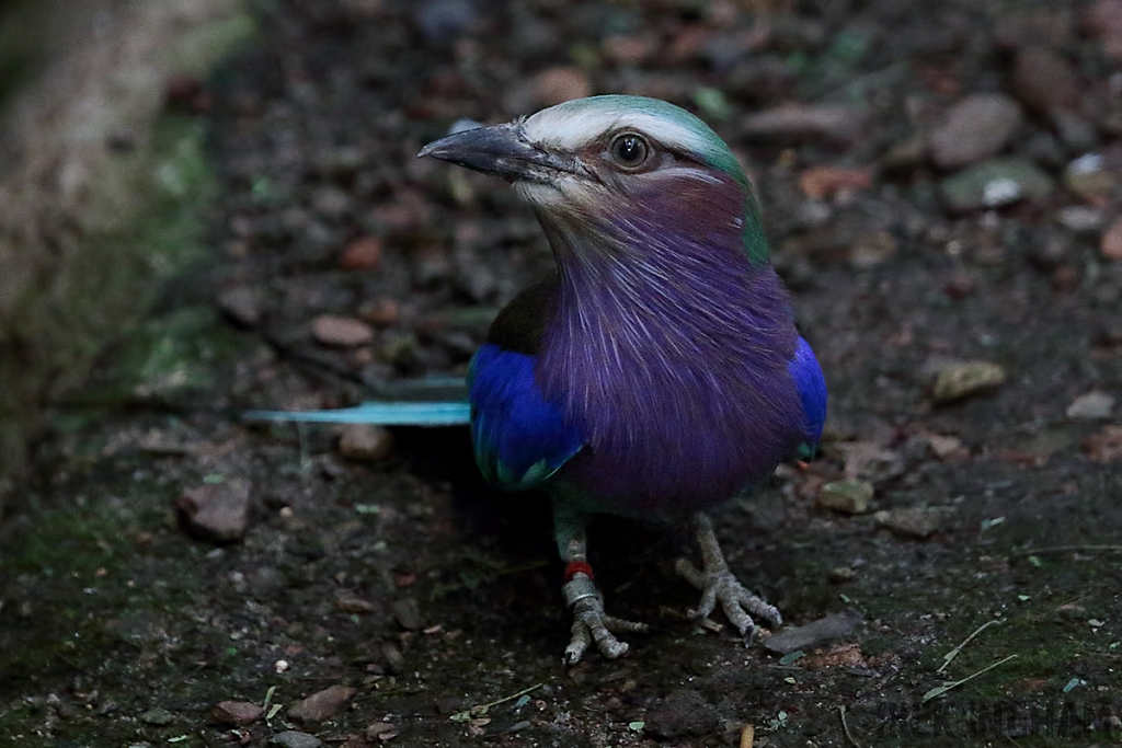 Lilac Breasted Roller