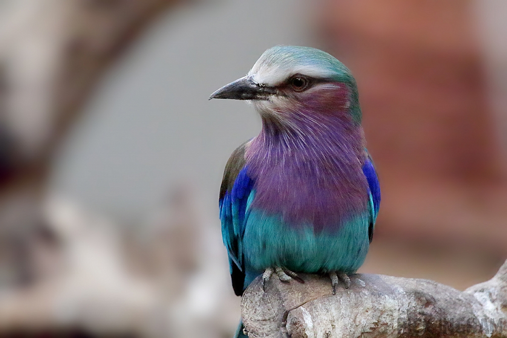 Lilac Breasted Roller