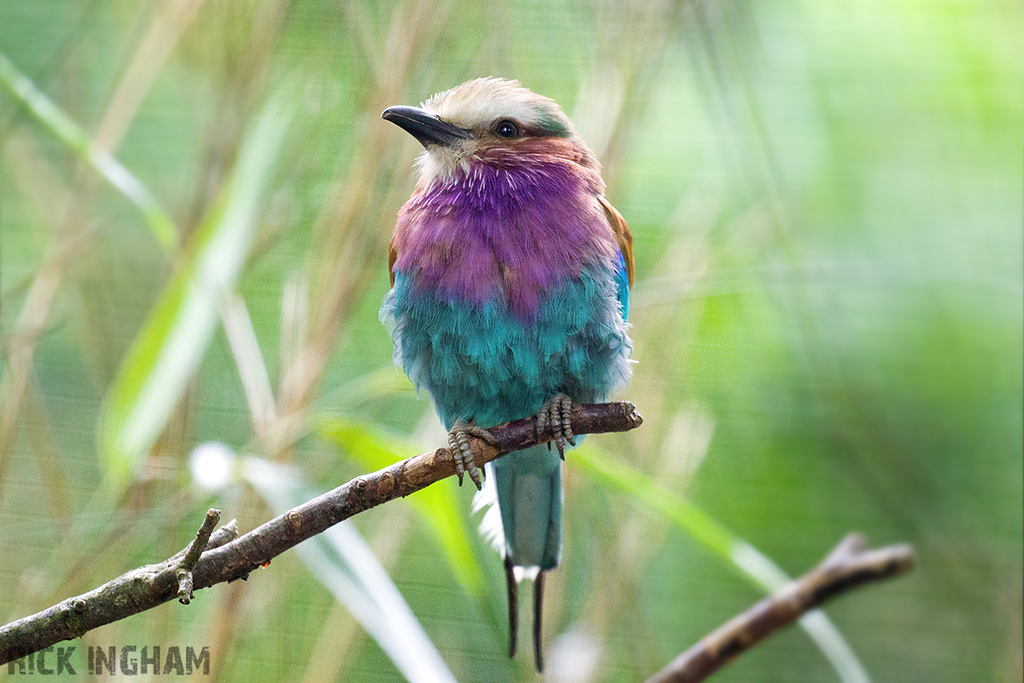 Lilac Breasted Roller