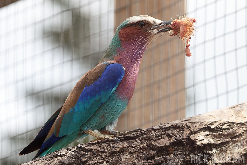 Lilac Breasted Roller
