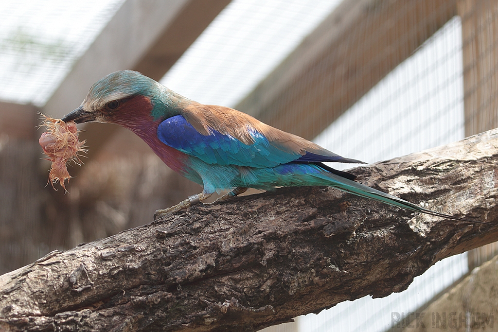 Lilac Breasted Roller