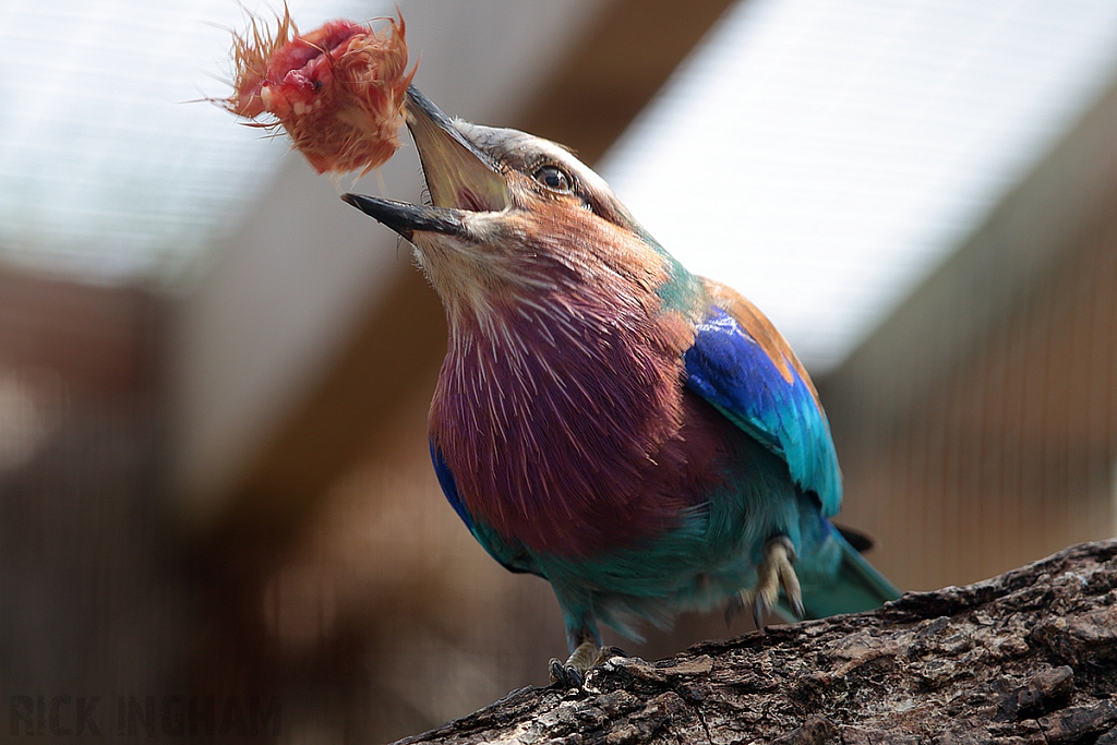 Lilac Breasted Roller