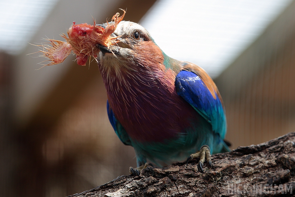 Lilac Breasted Roller