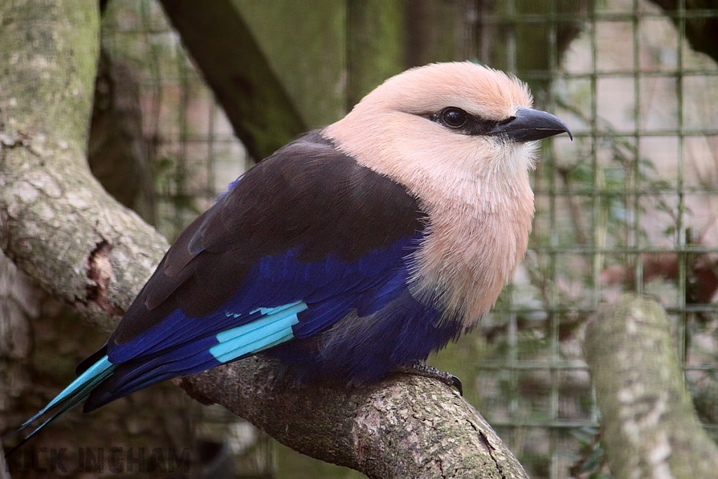 Blue-bellied Roller